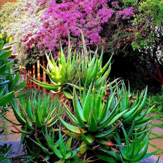 Quiet House Garden Naples-Pompei-Sorrento Villa Trecase Buitenkant foto